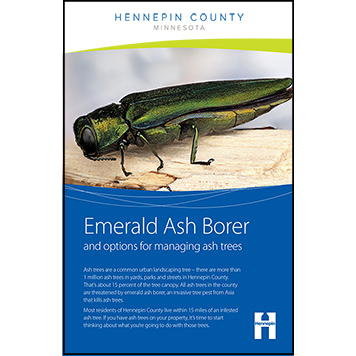 Emerald ash borer and options for managing ash trees thumbnail