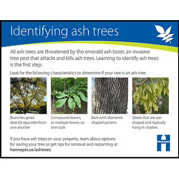 Ash tree ID cards thumbnail