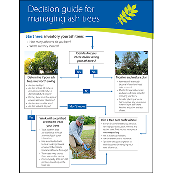 Decision guide for managing ash trees thumbnail